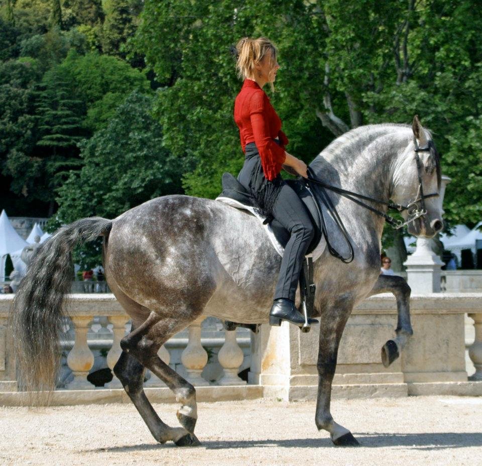 Vidéos du Dressage Artistique.